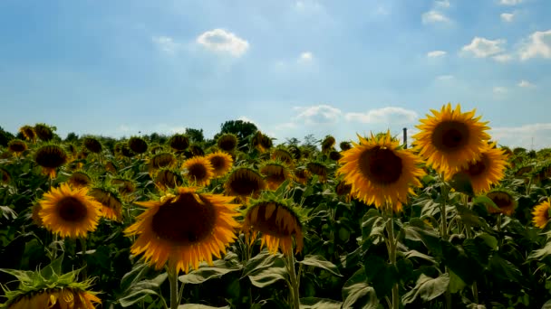 Summer Landscape in a Sunflower Field - 5K