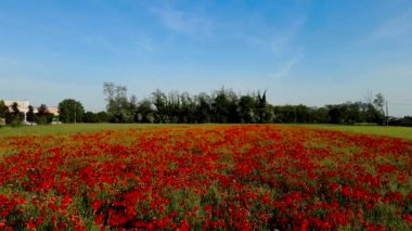  Hava Aracı - Gelincik Tarlasında Bahar Manzarası