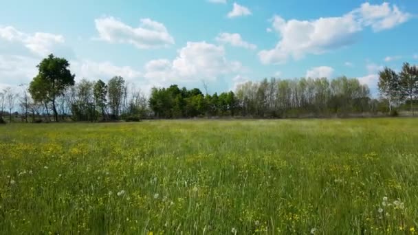 Drohne Aus Der Luft Frühlingslandschaft Einem Blumenfeld — Stockvideo