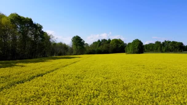 Drone Aéreo Paisagem Primavera Com Flores Amarelas — Vídeo de Stock