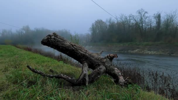 川の霧と冬の風景 — ストック動画