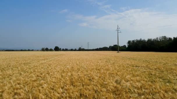 Drohne Aus Der Luft Sommerlandschaft Auf Einem Weizenfeld — Stockvideo