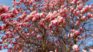 Şehirde Pembe Çiçekli Manzara - 5K