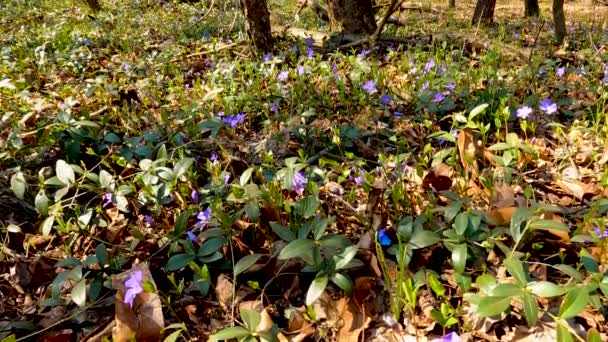 Wiosenny Krajobraz Lesie Fioletowymi Kwiatami — Wideo stockowe
