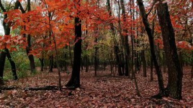  Ormandaki Sonbahar Manzarası - 5K