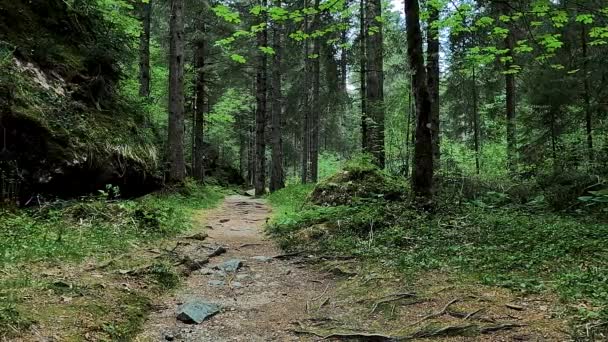 Dolomitlerdeki Orman Panoraması — Stok video