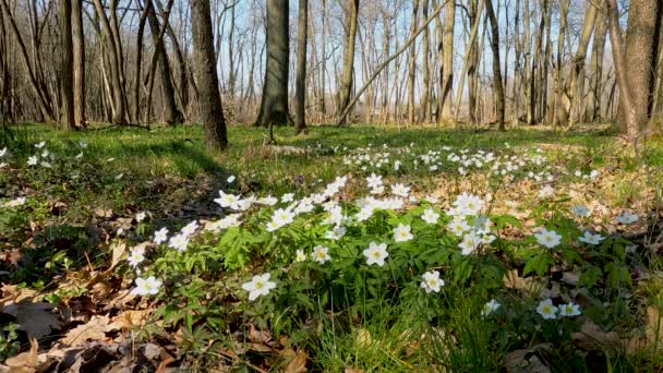 Λευκά Λουλούδια Στο Δάσος Την Άνοιξη — Αρχείο Βίντεο