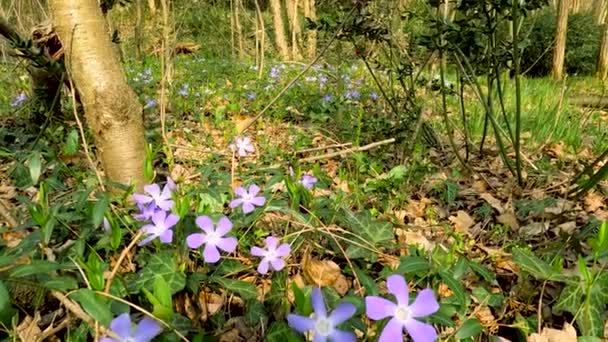 Wiosenny Krajobraz Lesie Liliowymi Kwiatami Czerwonymi Jagodami — Wideo stockowe