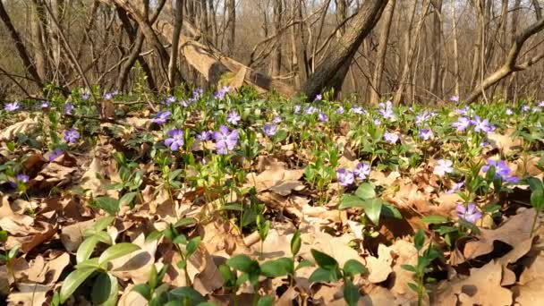 Εαρινό Τοπίο Στο Δάσος Λουλούδια Lilac — Αρχείο Βίντεο
