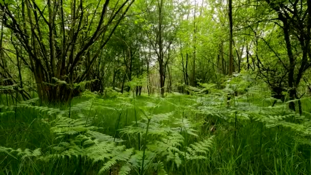 Landscape Northern European Forest — Stockvideo