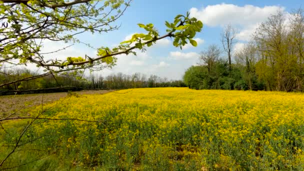 Spring Landscape Rapeseed Flower Field — Vídeo de Stock
