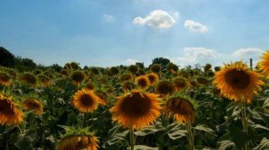 Spring Landscape in a Sunflower Field - 5K
