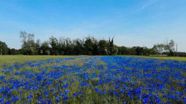  Aerial Drone - Spectacular Blue Poppy Field