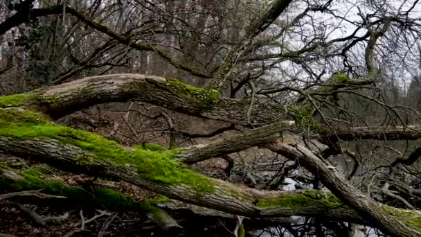 Aerial Drone Landscape Fallen Trees Moss Forest — Vídeos de Stock