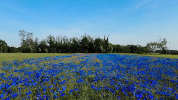 Aerial Drone Spectacular Blue Poppy Field — Stock video