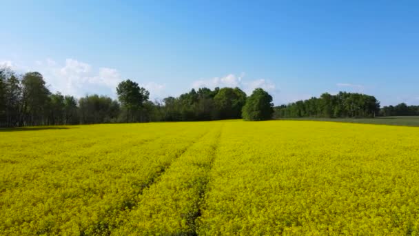 Aerial Drone Summer Landscape Field Yellow Flowers — Vídeo de Stock