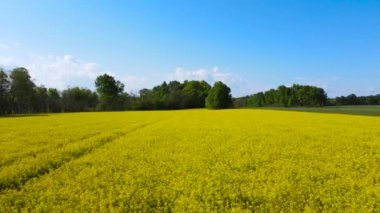  Aerial Drone - Panoramic view in a Field of Yellow Flowers