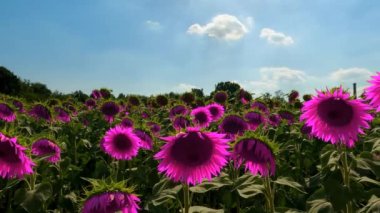 Fantastic Pink Sunflower Field - 5K