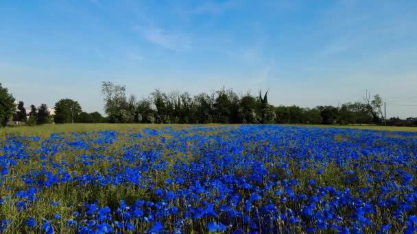 Aerial Drone Landscape Fantastic Blue Flowers — Wideo stockowe