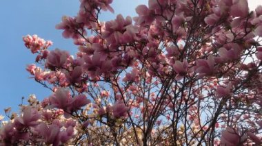 Plant with Pink Flowers at the Park - 5K