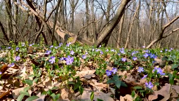 Εαρινό Τοπίο Μωβ Λουλούδια Στο Δάσος — Αρχείο Βίντεο