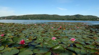 Summer Landscape with Pink Water Lilies - 5K