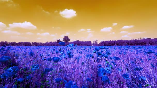 Abstract Landscape Poppy Field — Wideo stockowe