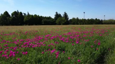 Aerial Drone - Spring Landscape in a Field with Pink Poppies