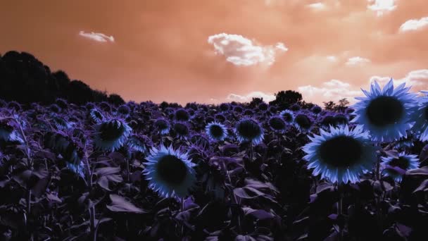 Abstract Landscape Sunflower Field — Vídeo de Stock