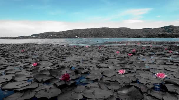 Summer Landscape Lake Comabbio Pink Water Lilies — Stock Video