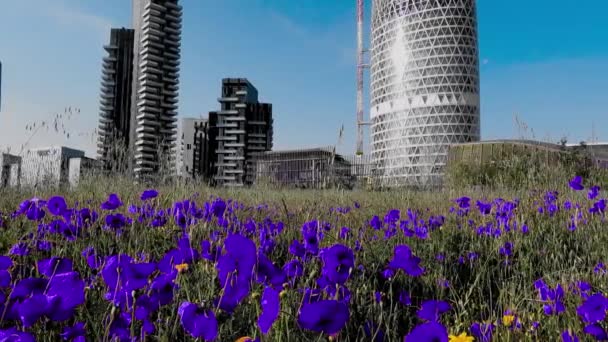 Summer Landscape City Purple Poppies — Vídeos de Stock