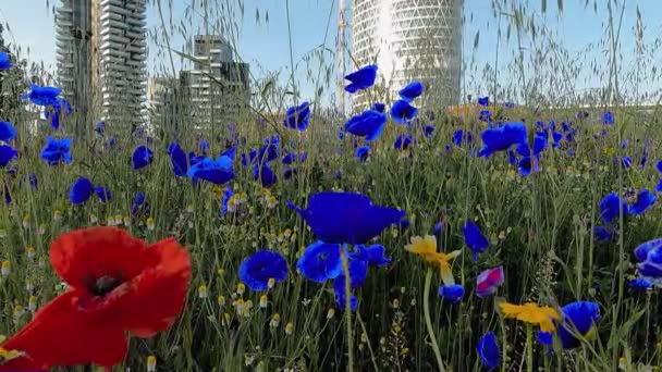 City Landscape Multicolored Poppies — Vídeos de Stock