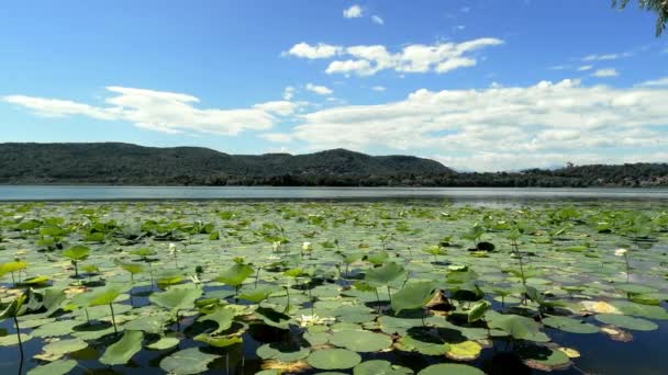 Summer Landscape White Water Lilies — Wideo stockowe