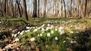 Spring Landscape with White Flowers in a Forest - 5K