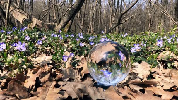 森の中の紫色の花と春の風景 — ストック動画