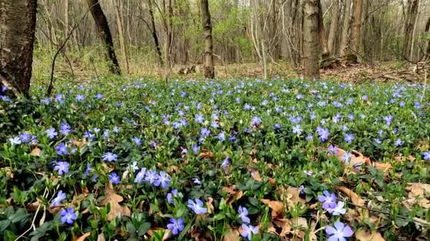 Paisagem Primavera Com Flores Roxas Uma Floresta — Vídeo de Stock