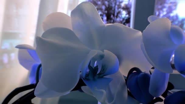 Blue Orchid Italy — Vídeo de Stock