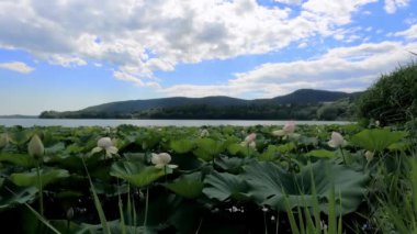 Comabbio Gölü 'nde Lotus Çiçekleriyle Yaz Arazisi - 5K