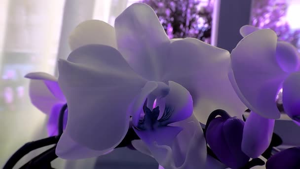 Lila Orchidee Italien — Stockvideo