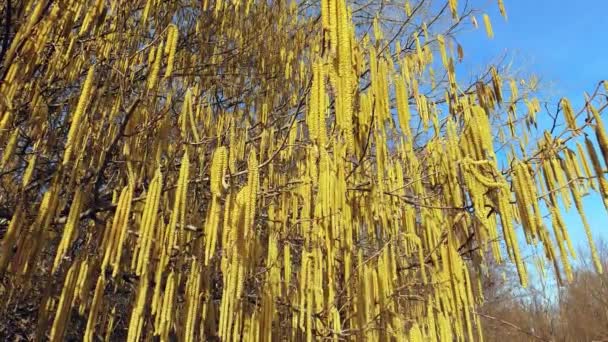 Spring Landscape Plant Yellow Flowers — Vídeos de Stock