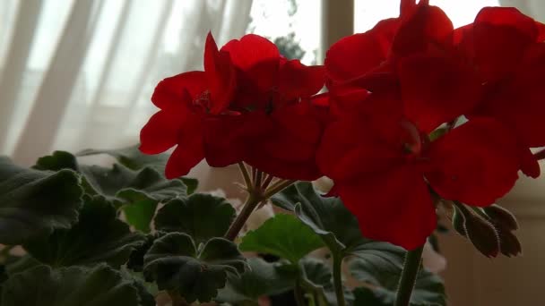 Makrolinse Rote Blume Zusammensetzung — Stockvideo