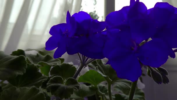 Macro Lente Composición Flor Azul — Vídeo de stock
