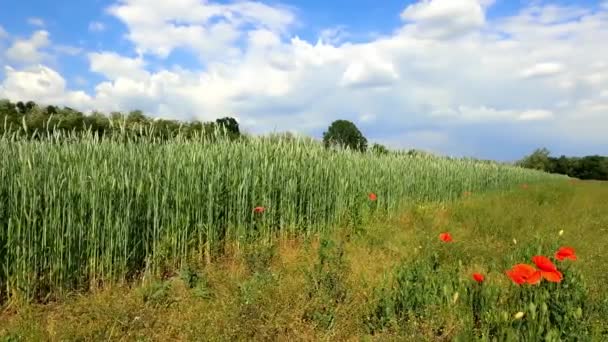 Summer Landscape Loire France — Αρχείο Βίντεο