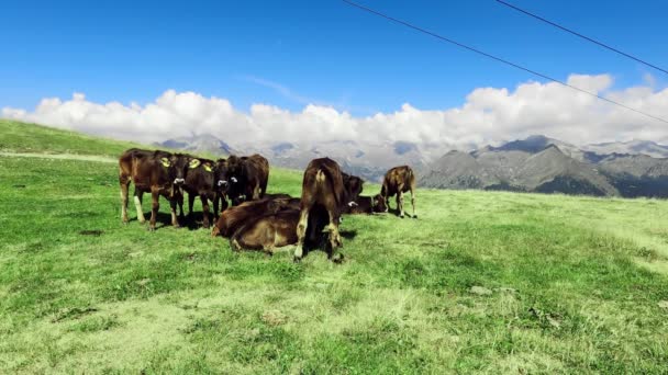 放牧牛とアルパインの風景 — ストック動画