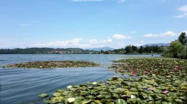 Hava Aracı - Comabbio Gölü üzerindeki yaz manzarası Çok Renkli Su Zambakları
