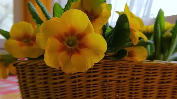 Makrolinse Gelbe Blumen Zusammensetzung — Stockvideo