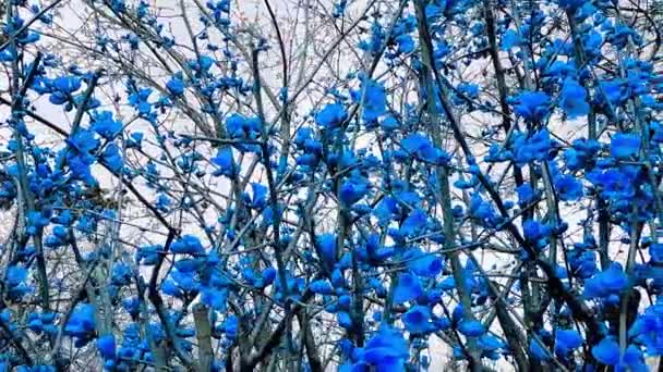 Paisagem Primavera Com Árvores Flores Azuis — Vídeo de Stock