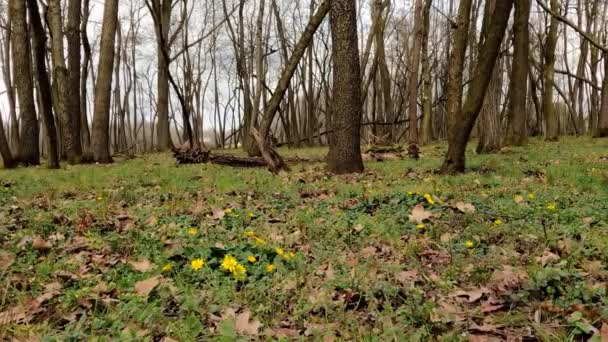 Wiosenny Krajobraz Lesie Żółtymi Kwiatami — Wideo stockowe