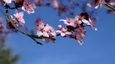 Şeftali Çiçekleriyle Bahar Manzarası