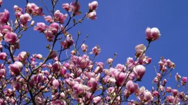  Pembe Çiçekler ve Mavi Gökyüzü ile İlkbahar Manzarası - İtalya